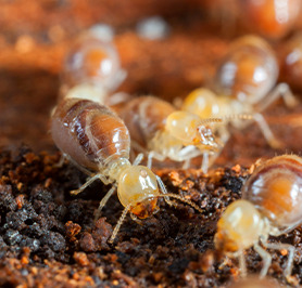 Empresa de Controle de Pragas Urbanas em Taboão da Serra